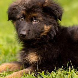 German Shepherds from Diamond Dogs