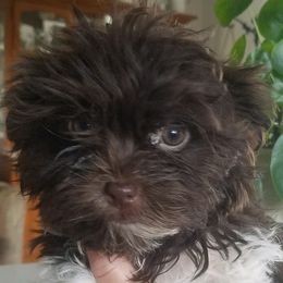 Brad - Havanese