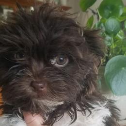 Brad - Havanese