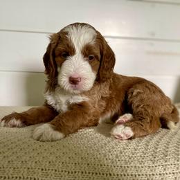 Farley - Red  male Goldendoodle puppy in Stanford, Kentucky from Holloway Goldendoodles