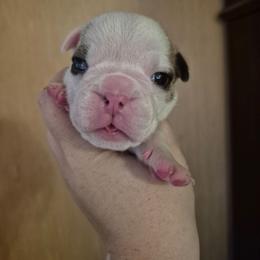 Orange - White male Bulldog puppy in Walhalla, South Carolina from Lowery's English Bulldogs