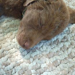 Owl - Brown female Chesapeake Bay Retriever puppy in Soap Lake, Washington from Desert Oasis Kennels