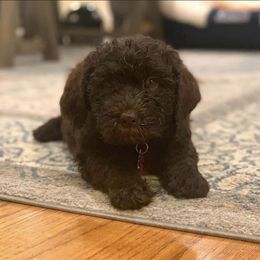 Australian Labradoodle Puppies from Llewellyn's Grove Labradoodles
