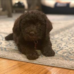 Australian Labradoodle Puppies from Llewellyn's Grove Labradoodles
