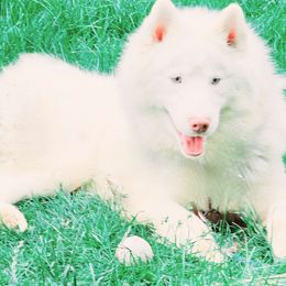 Phelan - Siberian Husky