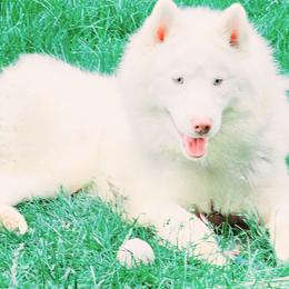 Phelan - Siberian Husky