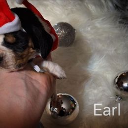 Earl - Mahogany and white male Basset Hound puppy in Mack's Creek, Missouri from Mack's Creek Basset Hounds