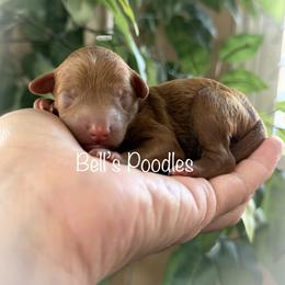 Male 3 - Red  male Poodle puppy in Fresno, California from Bell’s Poodles Of California