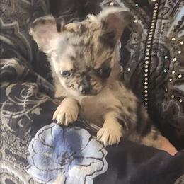 So.Cal Beverly Hills aka Bev - Merle female Chihuahua puppy in Apple Valley, California from So.Cal Chihuahuas & Jumping Jack's Russell Terriers