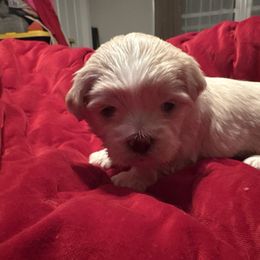 Green Collar - Cream male Lhasa Apso puppy in Port Royal, Virginia from Hearth and Hound Family Farms