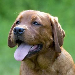 Weecha - Labrador Retriever