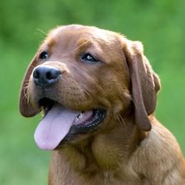 Weecha - Labrador Retriever