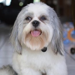 Toby - Shih Tzu