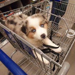 Miniature Australian Shepherd Puppies from AussiesRus