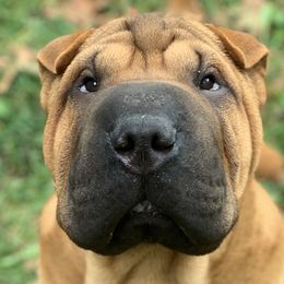 Chinese Shar-Pei and Pumik from Nixie Kennels