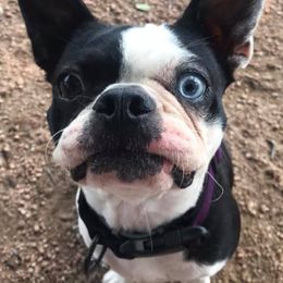 Boston Terriers from Best Bostons