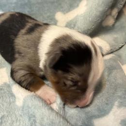 Girl 2 - Blue merle female Miniature American Shepherd puppy in Tiskilwa, Illinois from First Harmony Farms