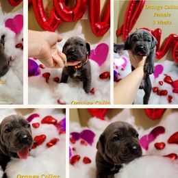 Cane Corso Puppies from Elite Empire Cane Corso