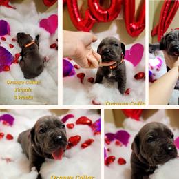 Cane Corso Puppies from Elite Empire Cane Corso