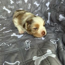 Lily - Red merle female Miniature American Shepherd puppy in Iola, Kansas from Elm Creek Minis