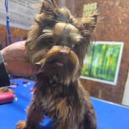 Kobe - Yorkshire Terrier
