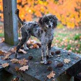 Serene - Poodle