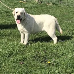 Lucy - Labrador Retriever