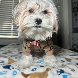 Gucci - Yorkshire Terrier