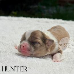 Hunter - Fawn and white male Chihuahua puppy in Forsyth, Georgia from Brooks Grove Canines LLC