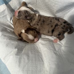 Miniature Australian Shepherd and Toy Australian Shepherd Puppies from Cherry Grove Kennel