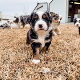Judy - Black tri female Miniature Australian Shepherd puppy in Goldsboro, North Carolina from Maple Ridge Farm