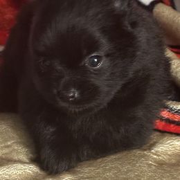 Sammie - Black female Pomeranian puppy in Kansas City, Missouri from S&K Pomeranians