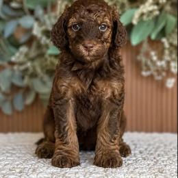 Della - Sable female Poodle puppy in Gilbert, Arizona from Tailored Poodles
