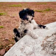 Bordoodle and Labradoodle Puppies from Howdy Doodles