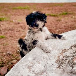 Bordoodle and Labradoodle Puppies from Howdy Doodles