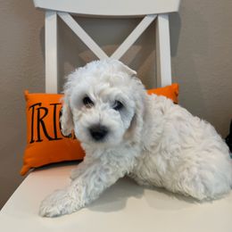 Goldendoodle Puppies from Pacific Goldendoodle, LLC