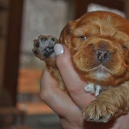 Storm - Red male Cockapoo puppy in Myerstown, Pennsylvania from The Cocker Cingdom
