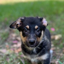 Zion - Black and tan male American Corgi puppy in Hope, Arkansas from Foxy Knoll Farm