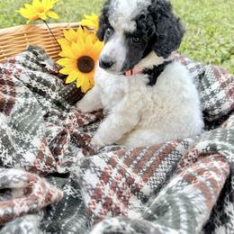 Charlie - Parti male Poodle puppy in Detroit, Michigan from QaeQaePups LLC