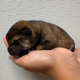 Skye - Sesame female Shiba Inu puppy in Covington, Ohio from Rustic Country Shibas
