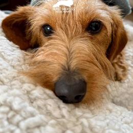 Lucy - Dachshund