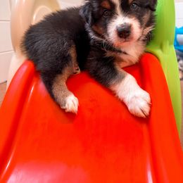 Australian Shepherd Puppies from JS Aussies