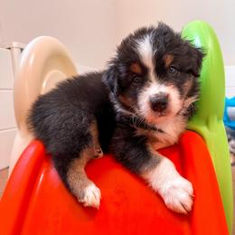 Australian Shepherd Puppies from JS Aussies