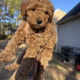 Goldendoodle Puppies from DeBerrys Doodles