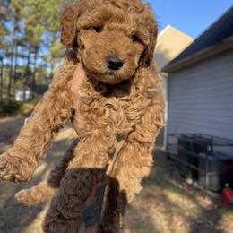 Goldendoodle Puppies from DeBerrys Doodles
