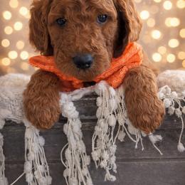 Miss Orange - Apricot female Goldendoodle puppy in Greenwood, Louisiana from GoldenFido