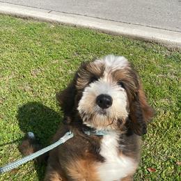 Bernedoodle Puppies from Sweet Pea Bernedoodles
