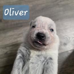 Oliver - Blue male Australian Cattle Dog puppy in Prescott Valley, Arizona from KS Cattle Dogs