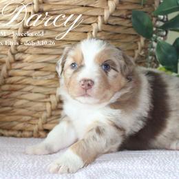 Darcy (RMM 2) - Red merle male Miniature Australian Shepherd puppy in Grandfield, Oklahoma from Hunt Farms Australian Shepherds