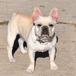 Blaze - French Bulldog
